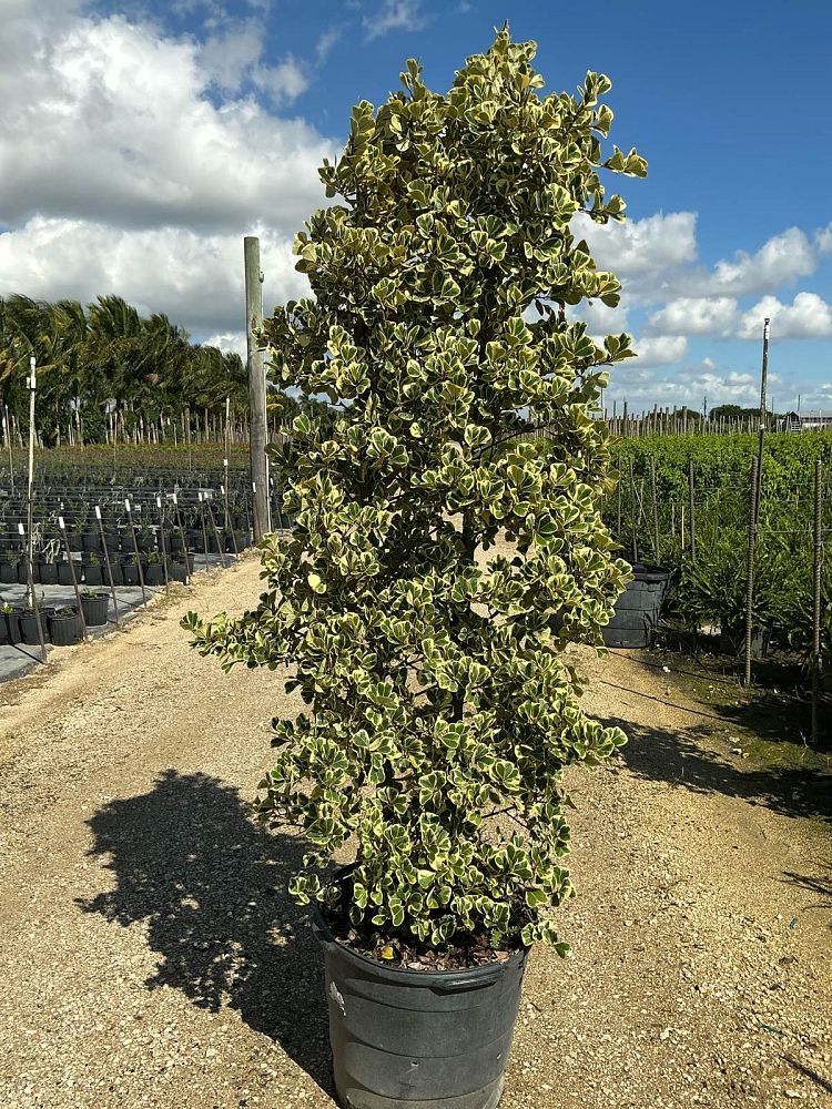 ficus-natalensis-leprieurii-variegata-ficus-triangularis-variegated-natal-fig-mistletoe-fig-triangle-ficus-licumo