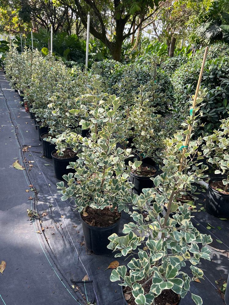 ficus-natalensis-leprieurii-variegata-ficus-triangularis-variegated-natal-fig-mistletoe-fig-triangle-ficus-licumo