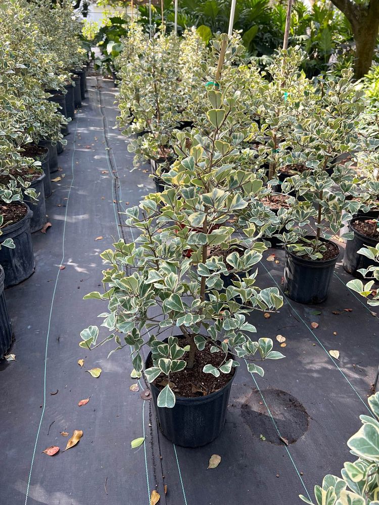 ficus-natalensis-leprieurii-variegata-ficus-triangularis-variegated-natal-fig-mistletoe-fig-triangle-ficus-licumo