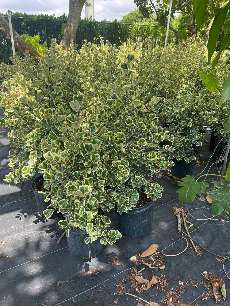 ficus-natalensis-leprieurii-variegata-ficus-triangularis-variegated-natal-fig-mistletoe-fig-triangle-ficus-licumo
