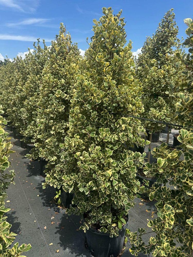 ficus-natalensis-leprieurii-variegata-ficus-triangularis-variegated-natal-fig-mistletoe-fig-triangle-ficus-licumo