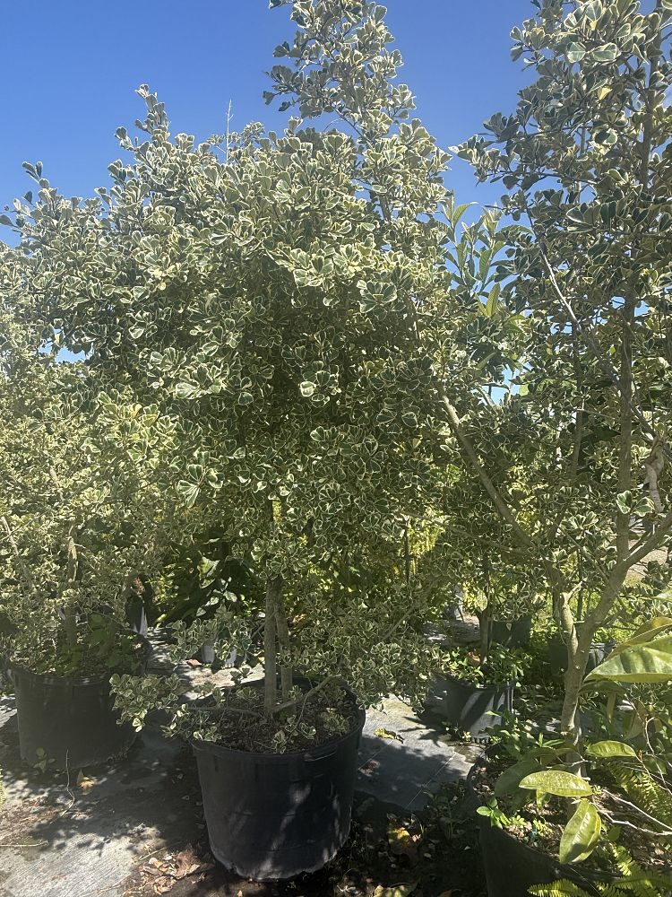 ficus-natalensis-leprieurii-variegata-ficus-triangularis-variegated-natal-fig-mistletoe-fig-triangle-ficus-licumo