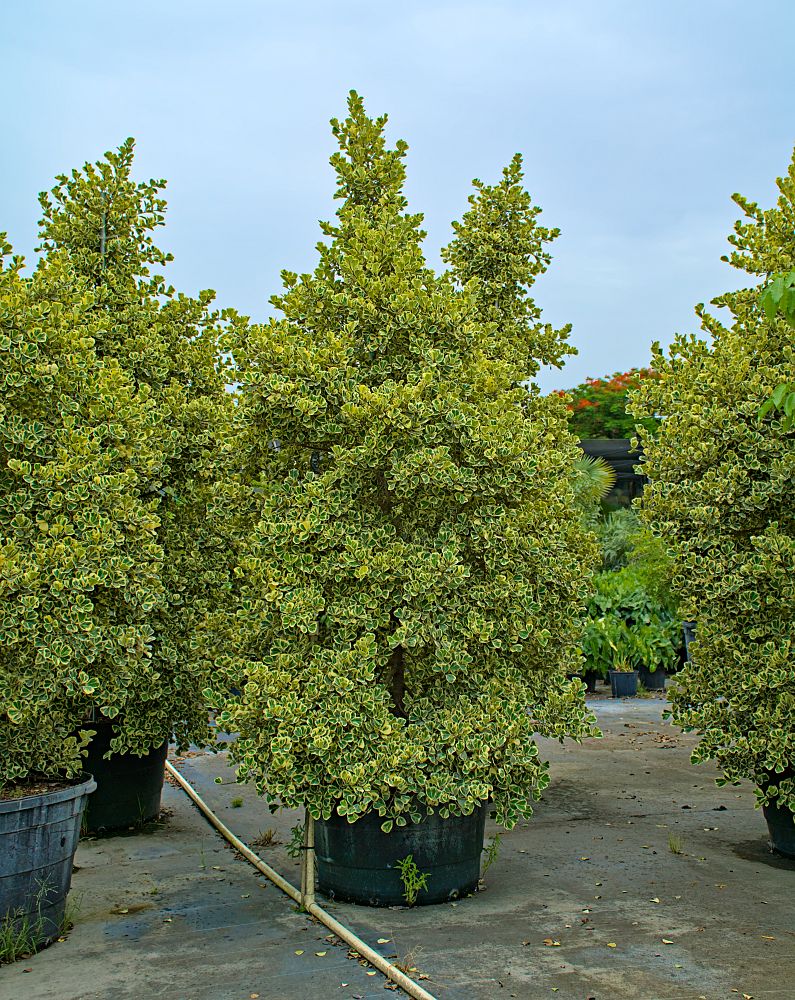 ficus-natalensis-leprieurii-variegata-ficus-triangularis-variegated-natal-fig-mistletoe-fig-triangle-ficus-licumo