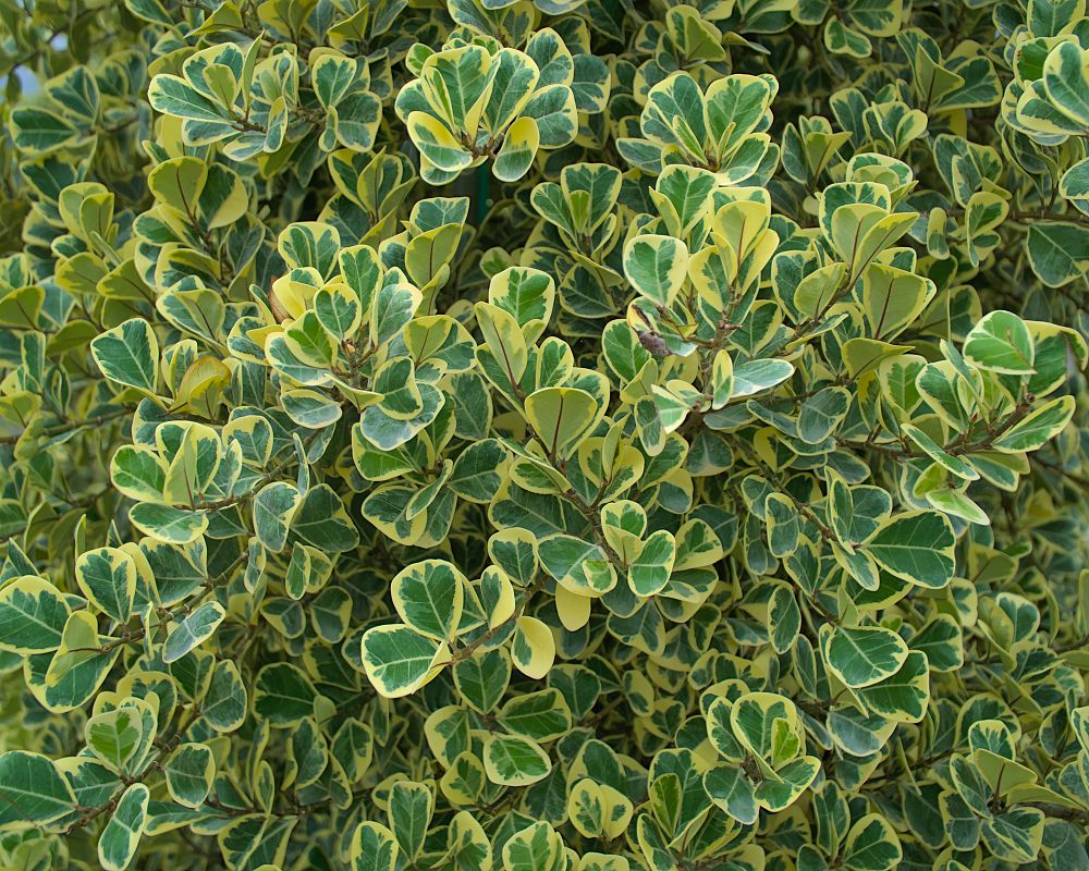 ficus-natalensis-leprieurii-variegata-ficus-triangularis-variegated-natal-fig-mistletoe-fig-triangle-ficus-licumo