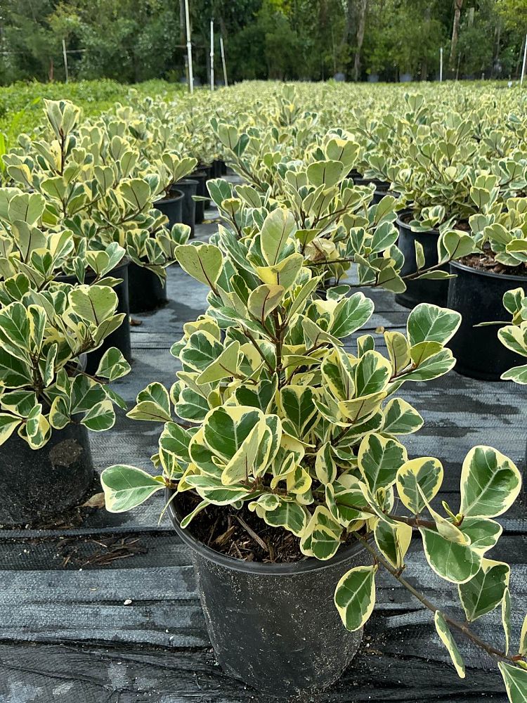 ficus-natalensis-leprieurii-variegata-ficus-triangularis-variegated-natal-fig-mistletoe-fig-triangle-ficus-licumo