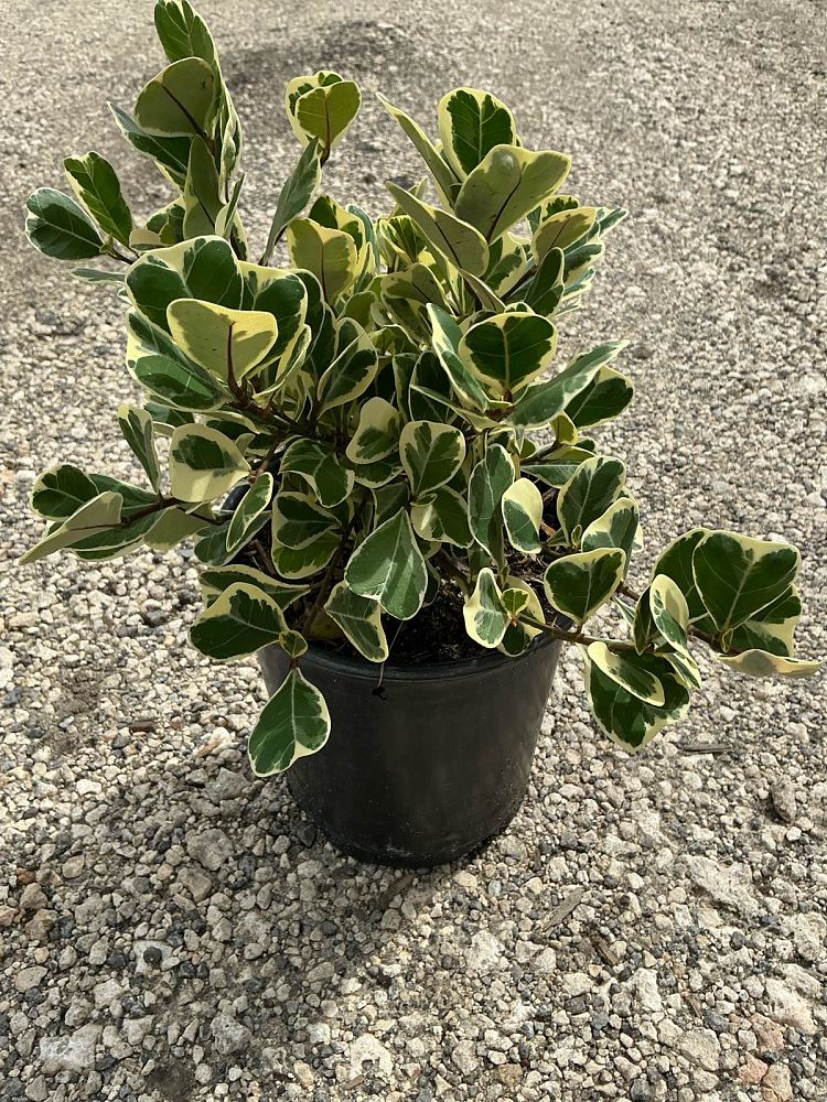 ficus-natalensis-leprieurii-variegata-ficus-triangularis-variegated-natal-fig-mistletoe-fig-triangle-ficus-licumo