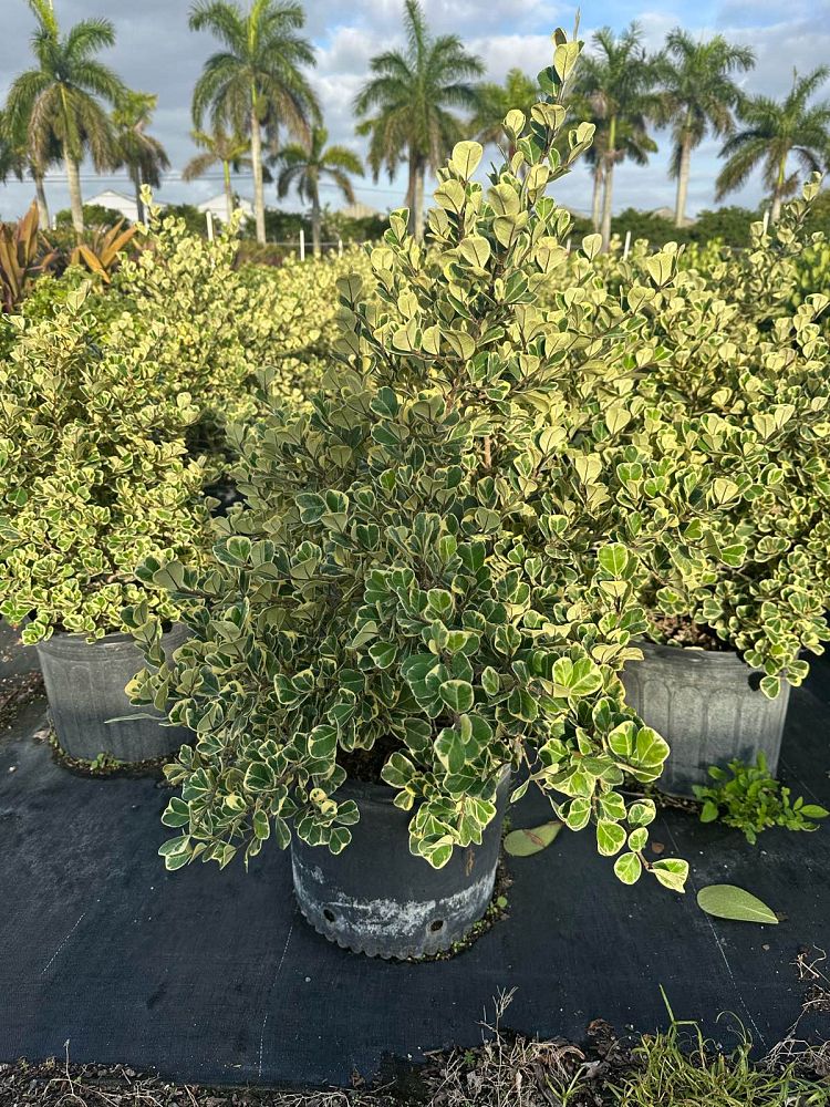 ficus-natalensis-leprieurii-variegata-ficus-triangularis-variegated-natal-fig-mistletoe-fig-triangle-ficus-licumo