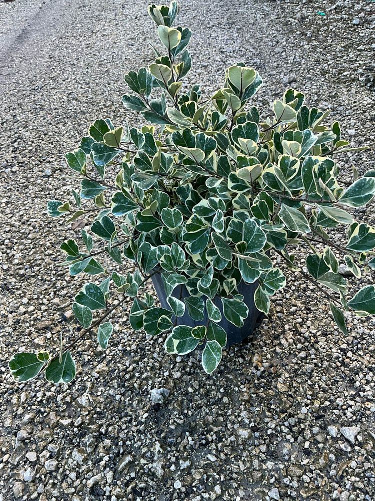 ficus-natalensis-leprieurii-variegata-ficus-triangularis-variegated-natal-fig-mistletoe-fig-triangle-ficus-licumo