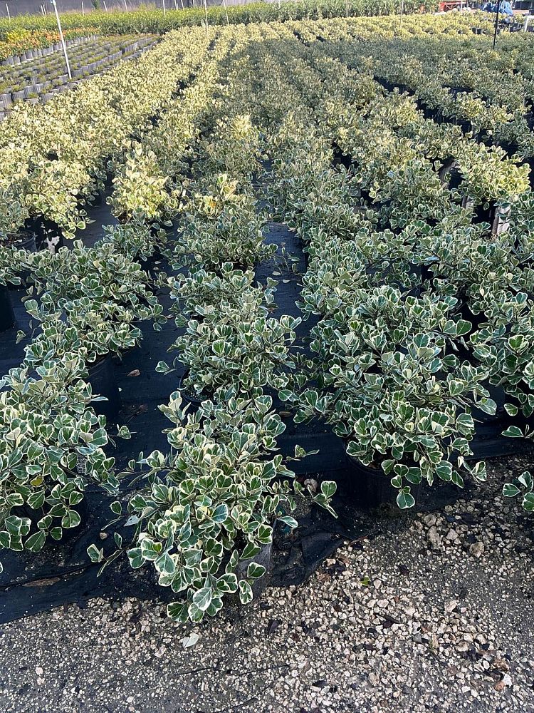 ficus-natalensis-leprieurii-variegata-ficus-triangularis-variegated-natal-fig-mistletoe-fig-triangle-ficus-licumo