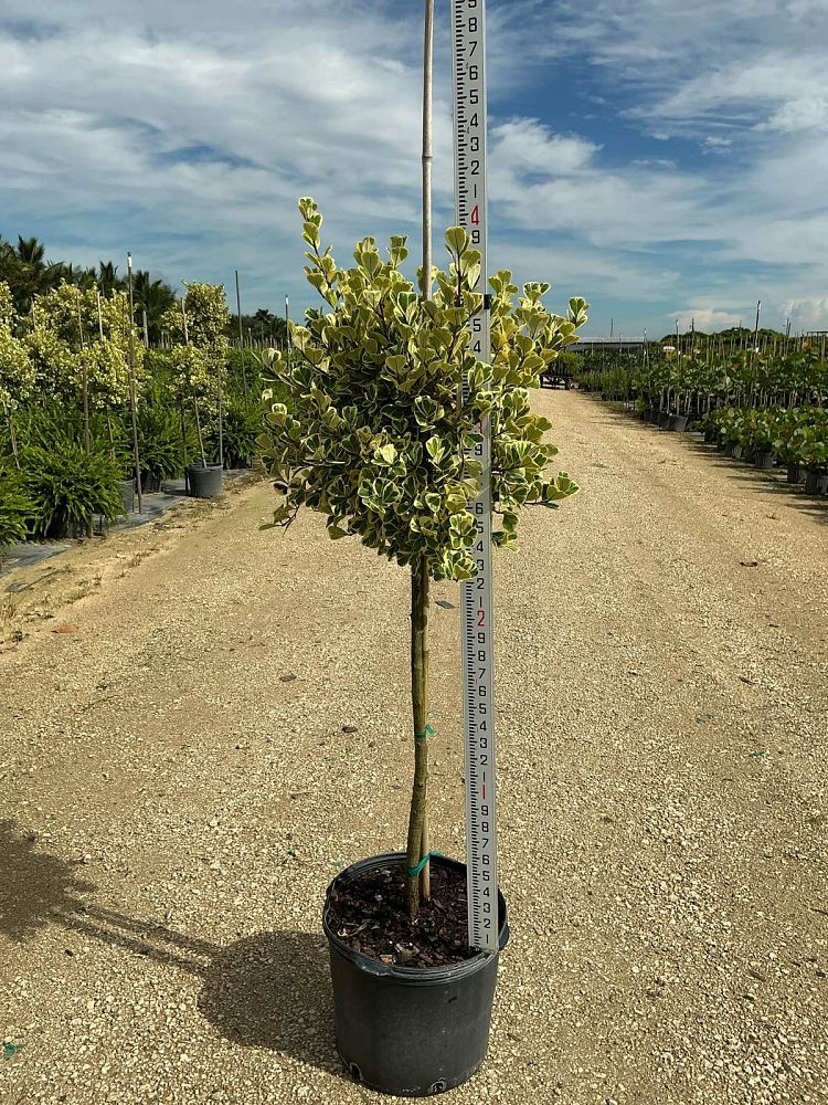 ficus-natalensis-leprieurii-variegata-ficus-triangularis-variegated-natal-fig-mistletoe-fig-triangle-ficus-licumo