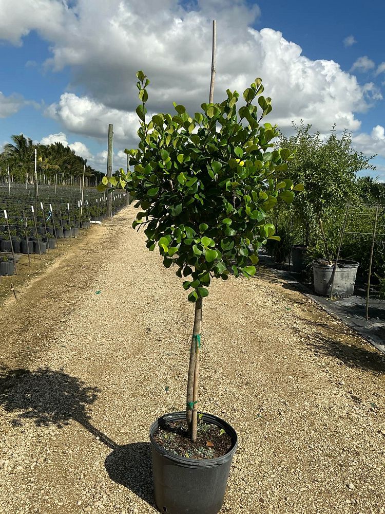 ficus-natalensis-leprieurii-variegata-ficus-triangularis-variegated-natal-fig-mistletoe-fig-triangle-ficus-licumo