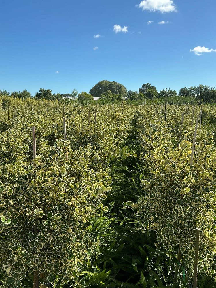 ficus-natalensis-leprieurii-variegata-ficus-triangularis-variegated-natal-fig-mistletoe-fig-triangle-ficus-licumo