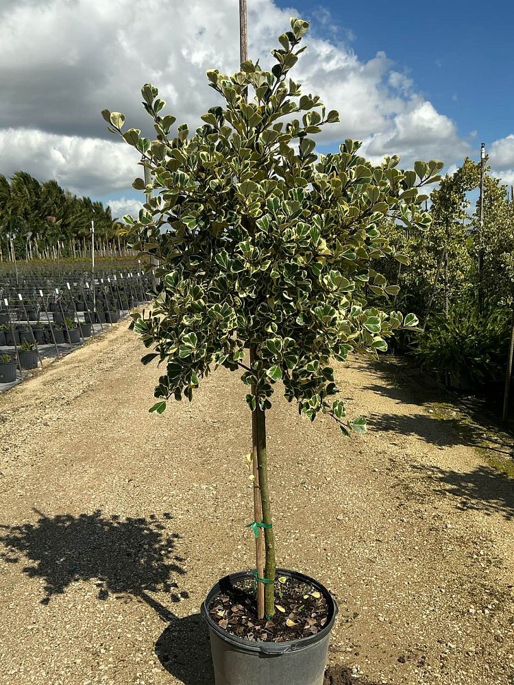 ficus-natalensis-leprieurii-variegata-ficus-triangularis-variegated-natal-fig-mistletoe-fig-triangle-ficus-licumo