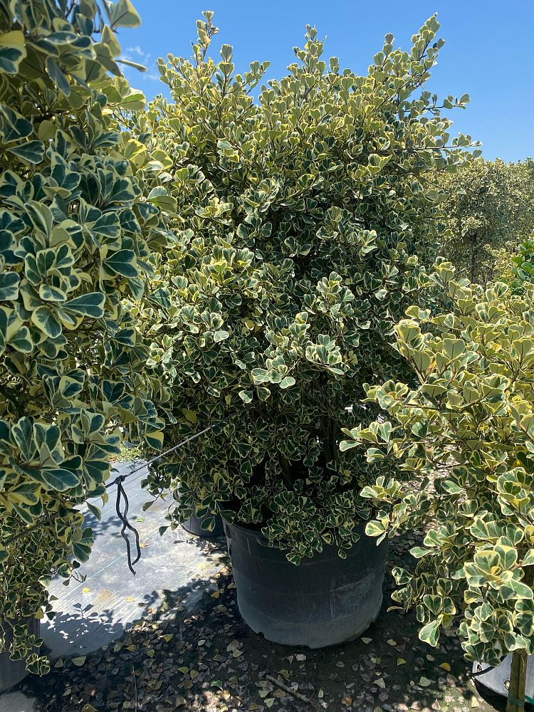 ficus-natalensis-leprieurii-variegata-ficus-triangularis-variegated-natal-fig-mistletoe-fig-triangle-ficus-licumo