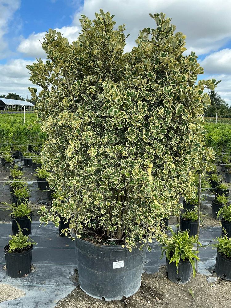 ficus-natalensis-leprieurii-variegata-ficus-triangularis-variegated-natal-fig-mistletoe-fig-triangle-ficus-licumo