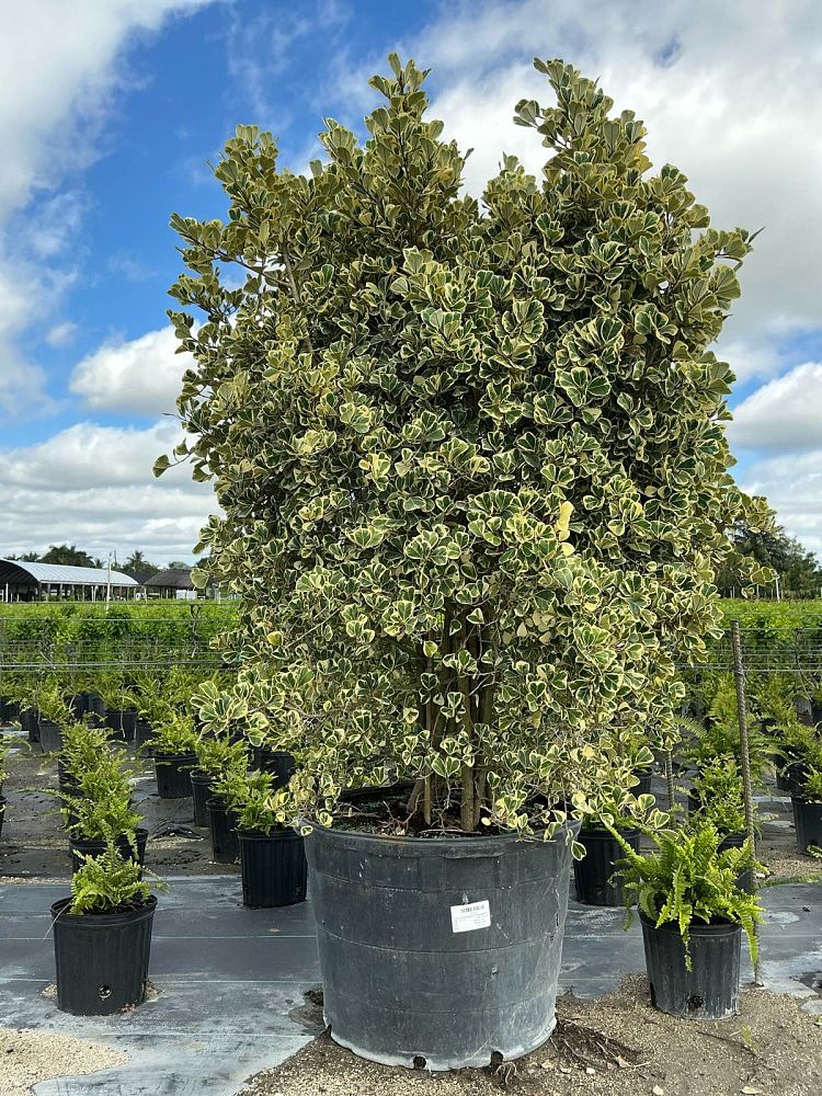 ficus-natalensis-leprieurii-variegata-ficus-triangularis-variegated-natal-fig-mistletoe-fig-triangle-ficus-licumo
