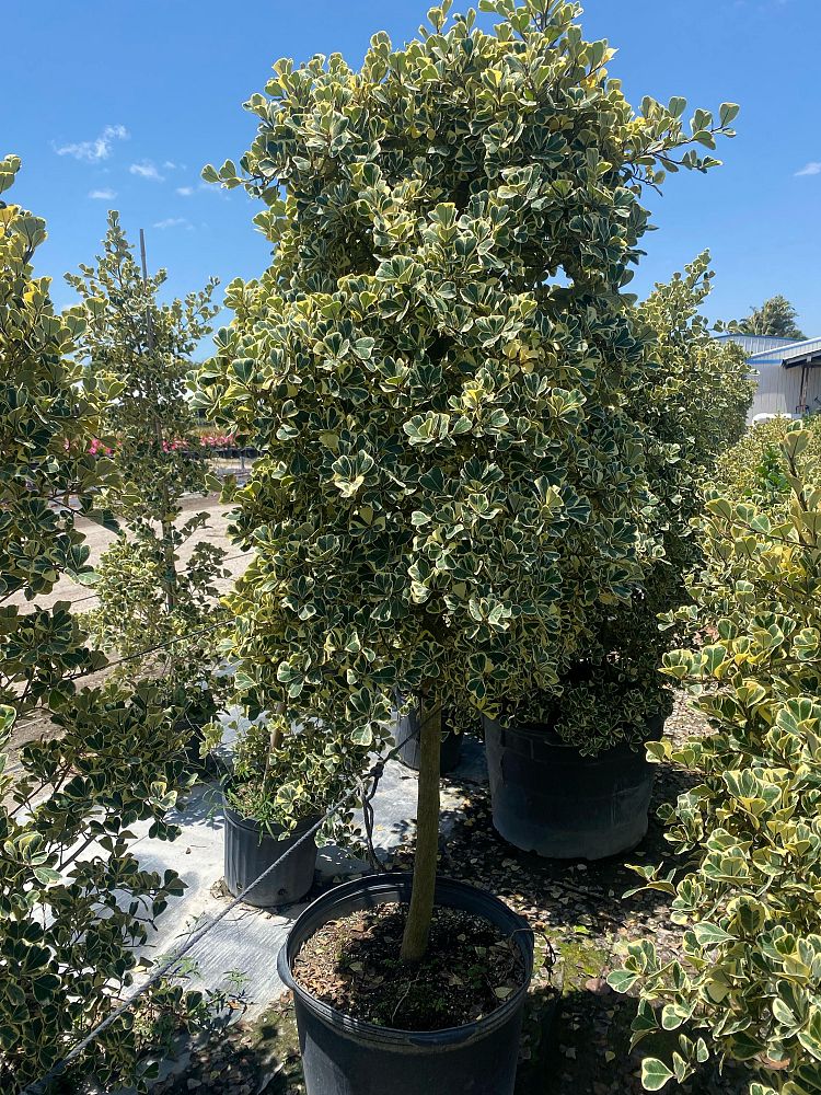 ficus-natalensis-leprieurii-variegata-ficus-triangularis-variegated-natal-fig-mistletoe-fig-triangle-ficus-licumo