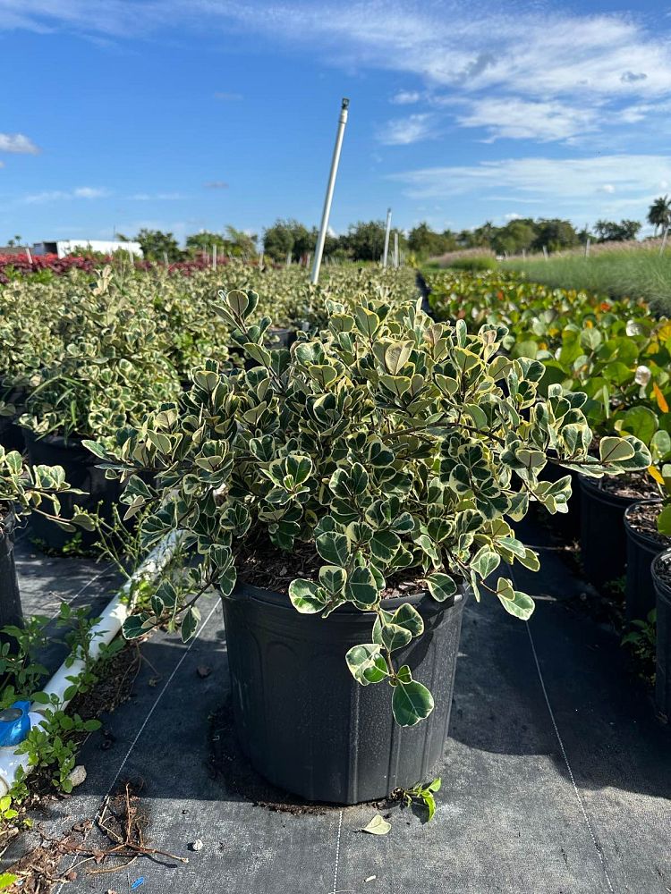 ficus-natalensis-leprieurii-variegata-ficus-triangularis-variegated-natal-fig-mistletoe-fig-triangle-ficus-licumo