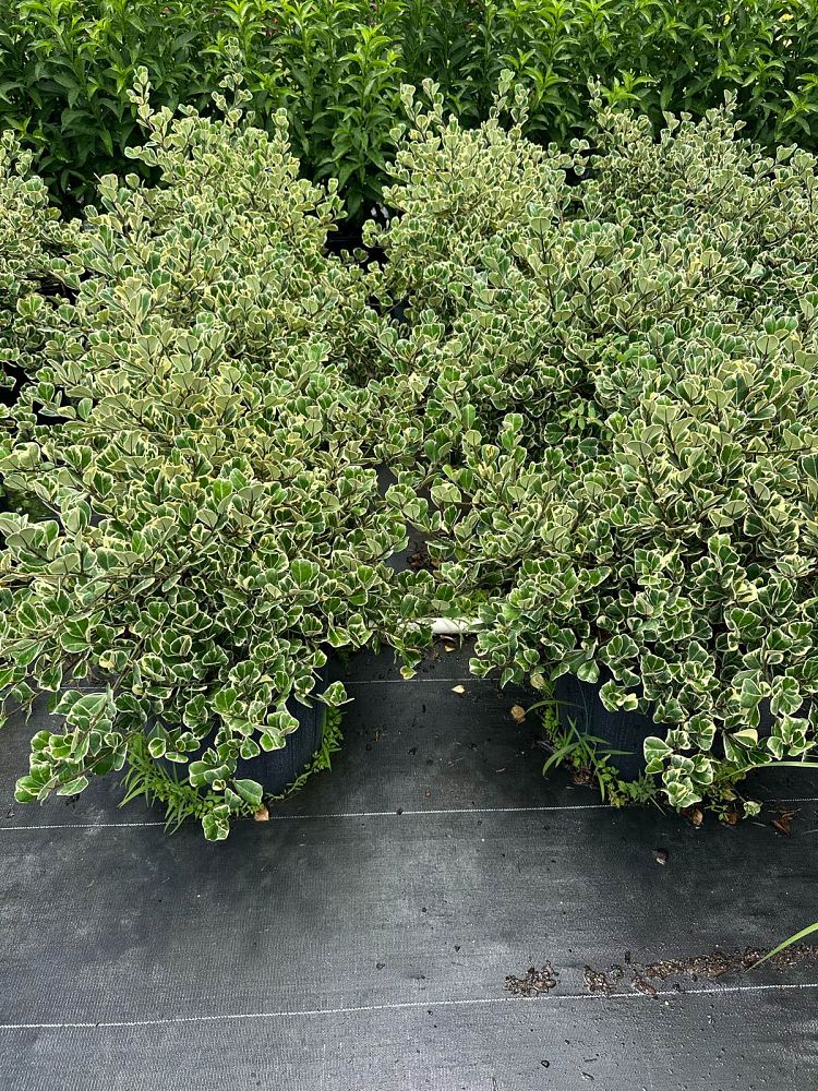 ficus-natalensis-leprieurii-variegata-ficus-triangularis-variegated-natal-fig-mistletoe-fig-triangle-ficus-licumo