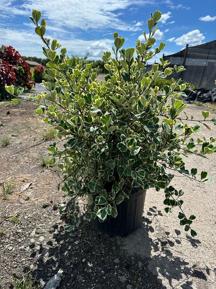 ficus-natalensis-leprieurii-variegata-ficus-triangularis-variegated-natal-fig-mistletoe-fig-triangle-ficus-licumo