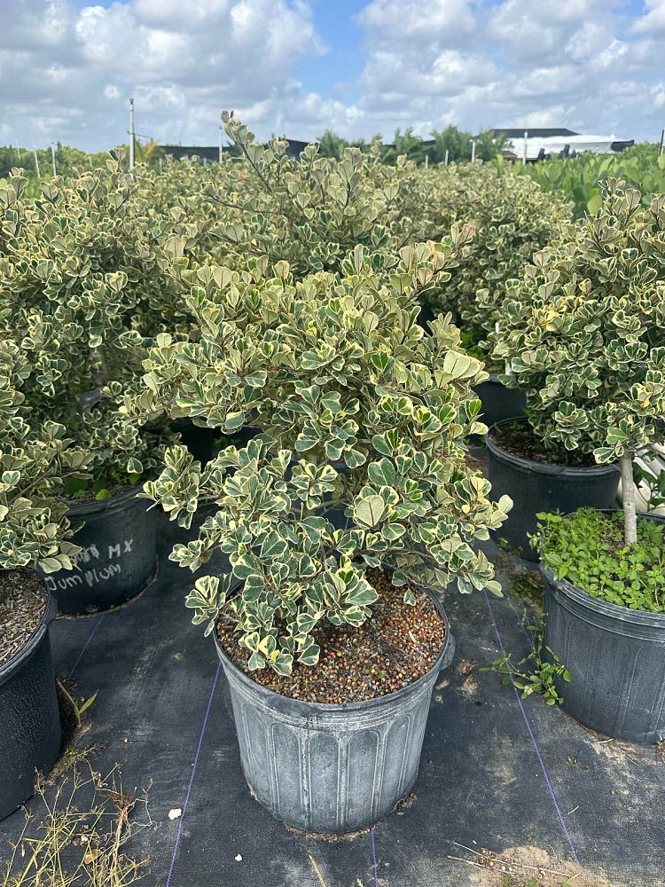 ficus-natalensis-leprieurii-variegata-ficus-triangularis-variegated-natal-fig-mistletoe-fig-triangle-ficus-licumo
