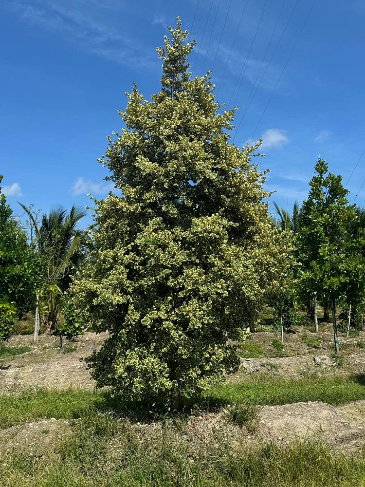 ficus-natalensis-leprieurii-variegata-ficus-triangularis-variegated-natal-fig-mistletoe-fig-triangle-ficus-licumo