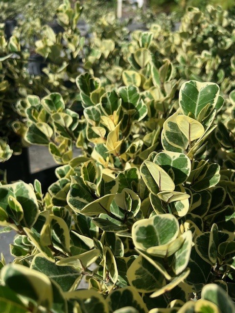 ficus-natalensis-leprieurii-variegata-ficus-triangularis-variegated-natal-fig-mistletoe-fig-triangle-ficus-licumo