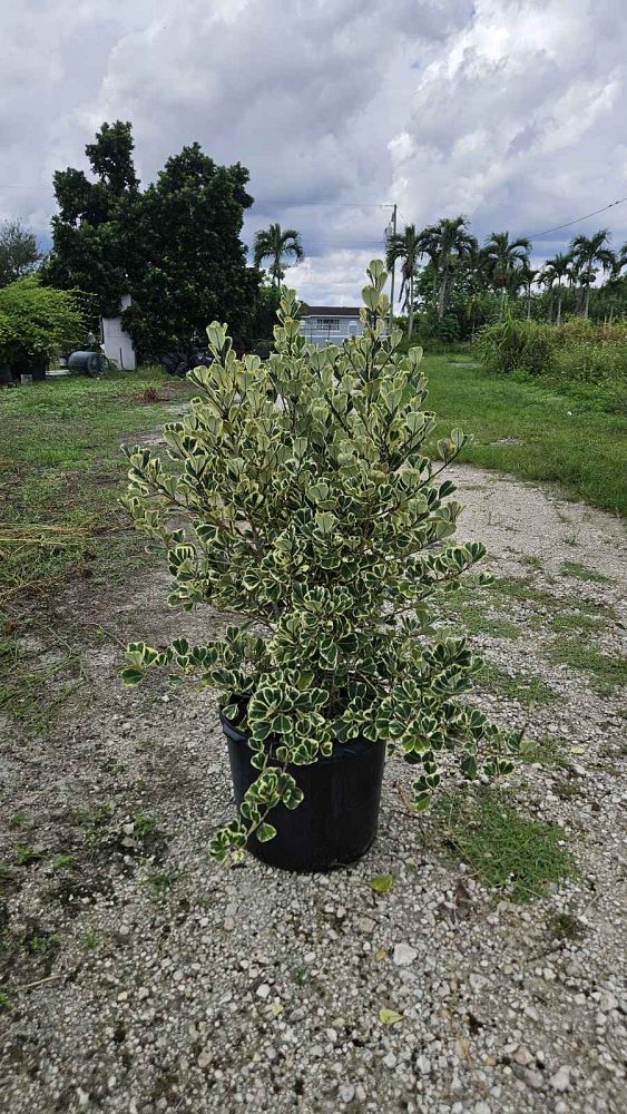 ficus-natalensis-leprieurii-variegata-ficus-triangularis-variegated-natal-fig-mistletoe-fig-triangle-ficus-licumo