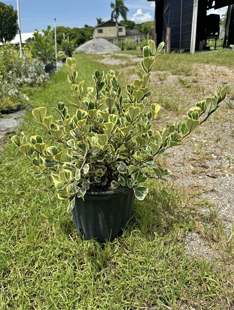 ficus-natalensis-leprieurii-variegata-ficus-triangularis-variegated-natal-fig-mistletoe-fig-triangle-ficus-licumo