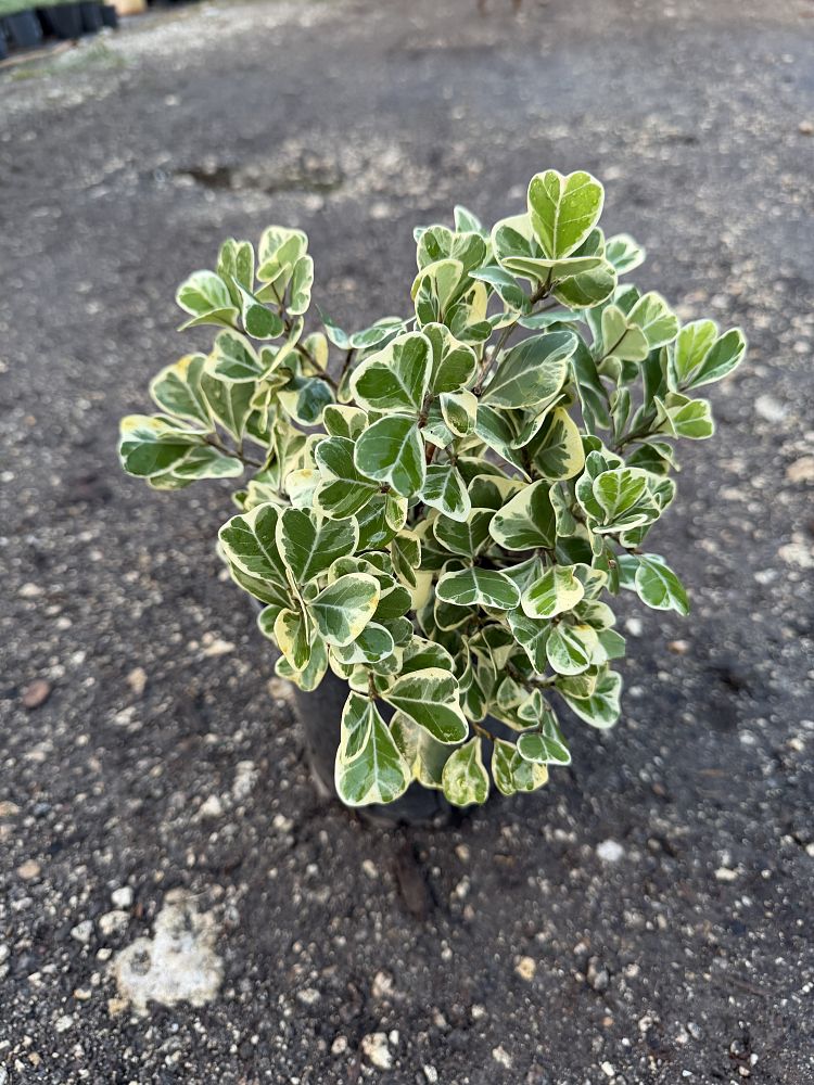 ficus-natalensis-leprieurii-variegata-ficus-triangularis-variegated-natal-fig-mistletoe-fig-triangle-ficus-licumo