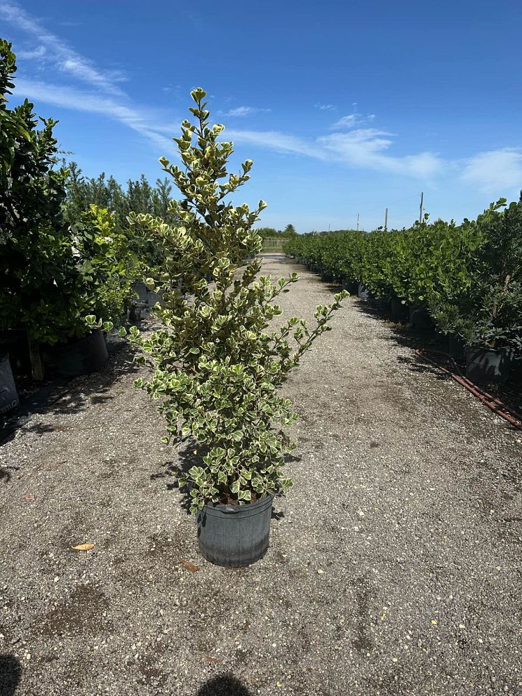 ficus-natalensis-leprieurii-variegata-ficus-triangularis-variegated-natal-fig-mistletoe-fig-triangle-ficus-licumo