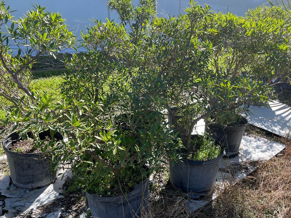 ficus-neriifolia-mexicana