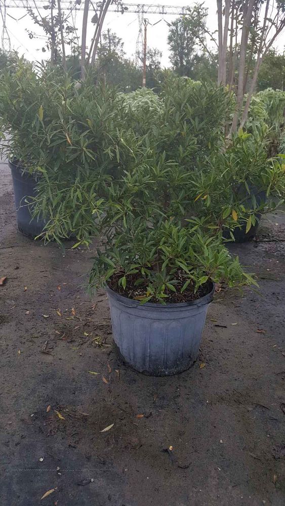 ficus-neriifolia-mexicana