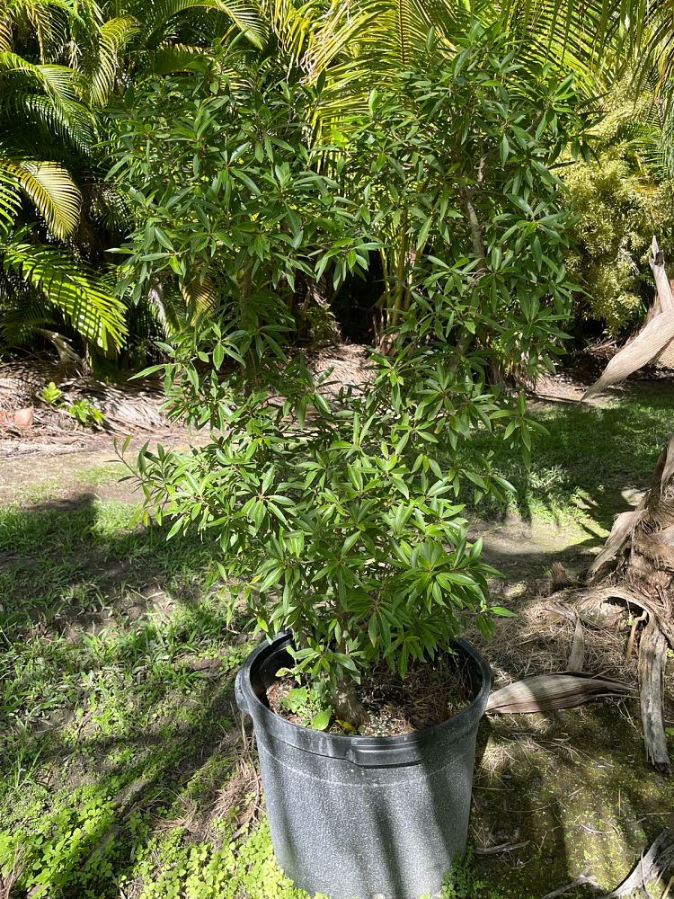 ficus-neriifolia-mexicana
