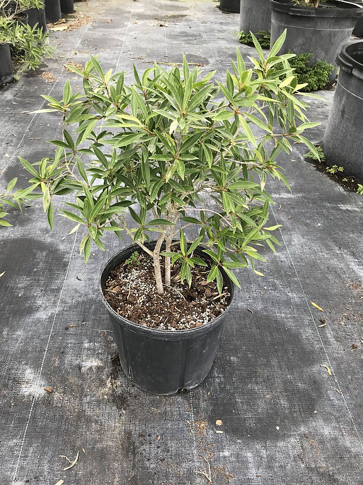 ficus-neriifolia