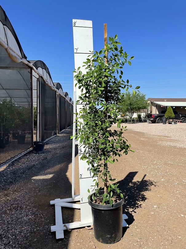 ficus-nitida