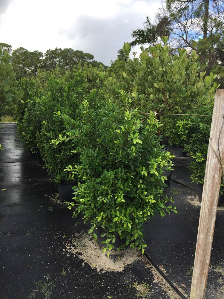 ficus-nitida