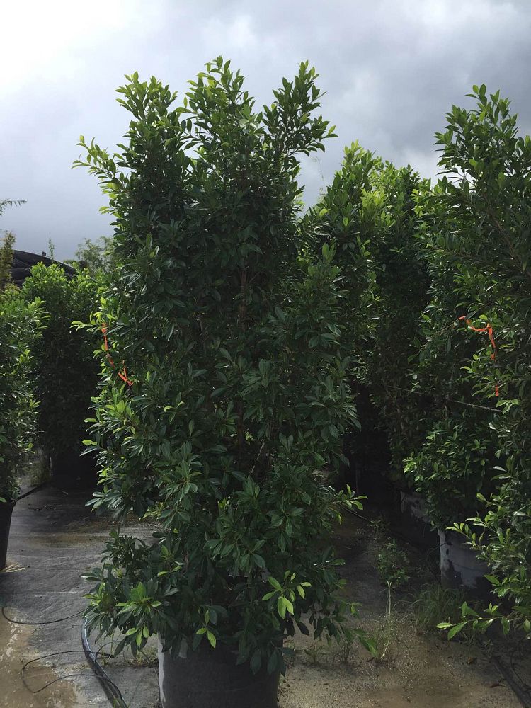 ficus-nitida