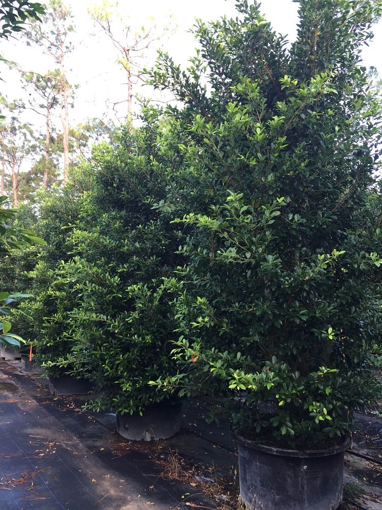 ficus-nitida
