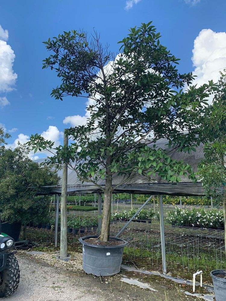 ficus-nitida