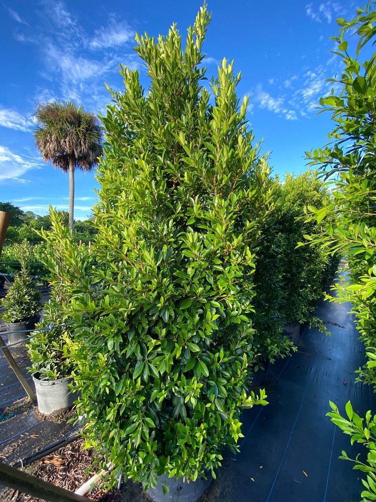 ficus-nitida