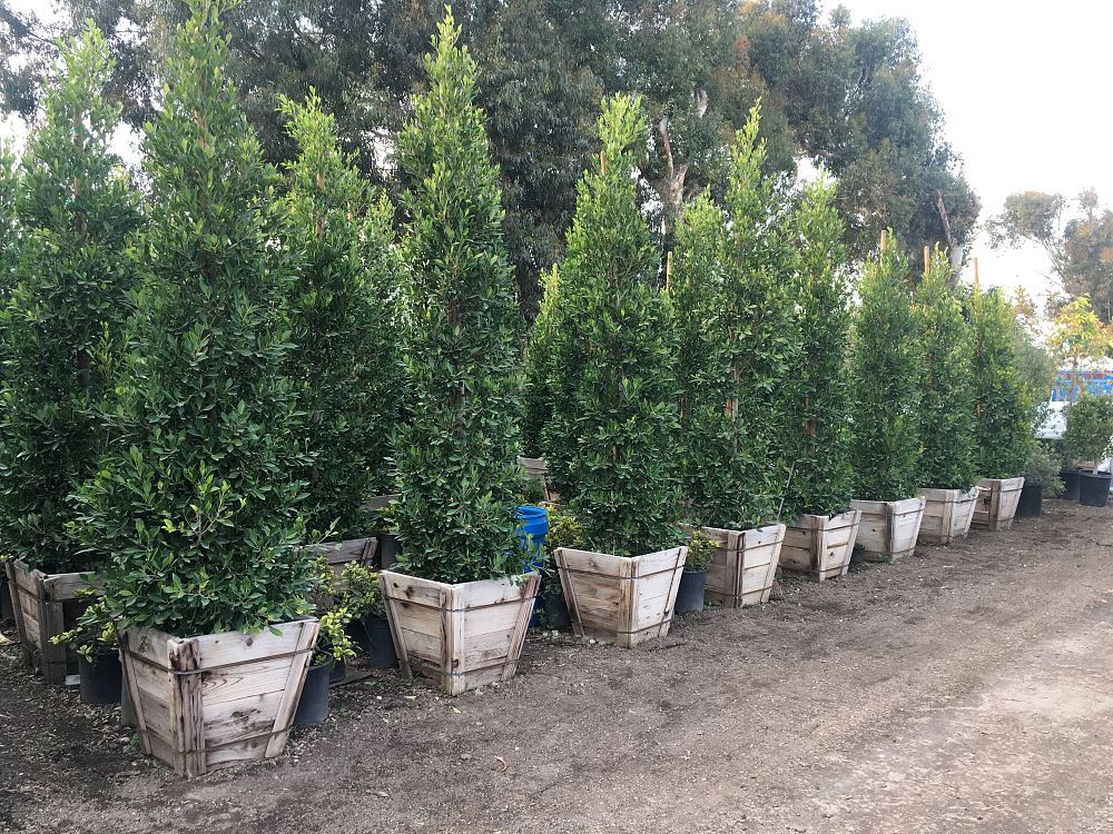 ficus-nitida