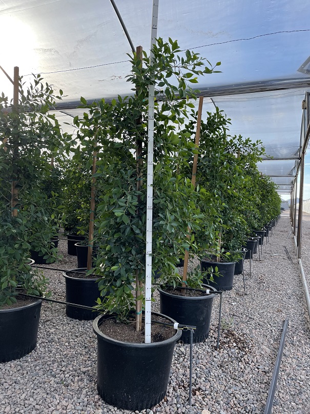 ficus-nitida