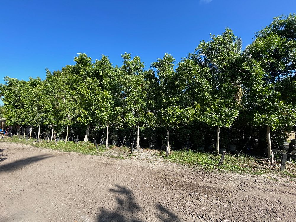 ficus-nitida