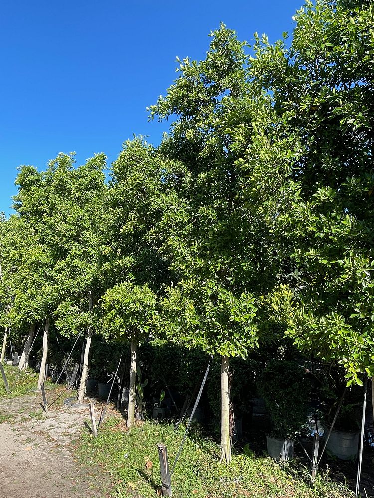 ficus-nitida