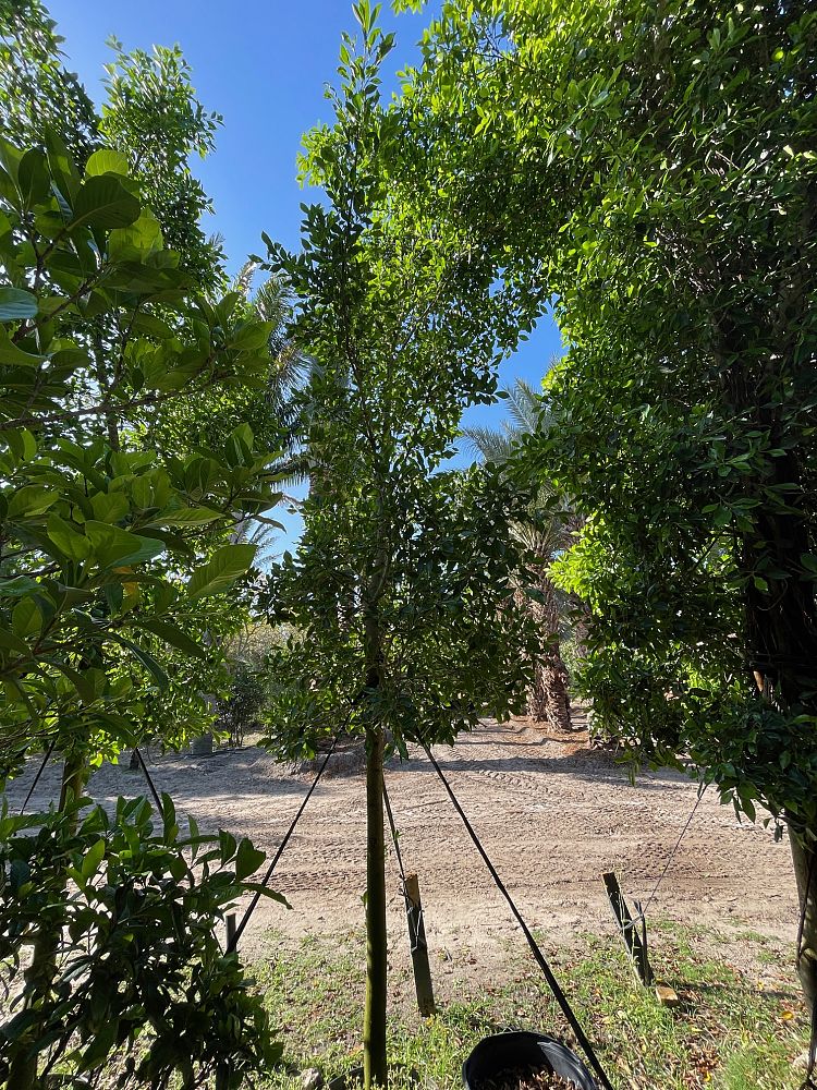 ficus-nitida
