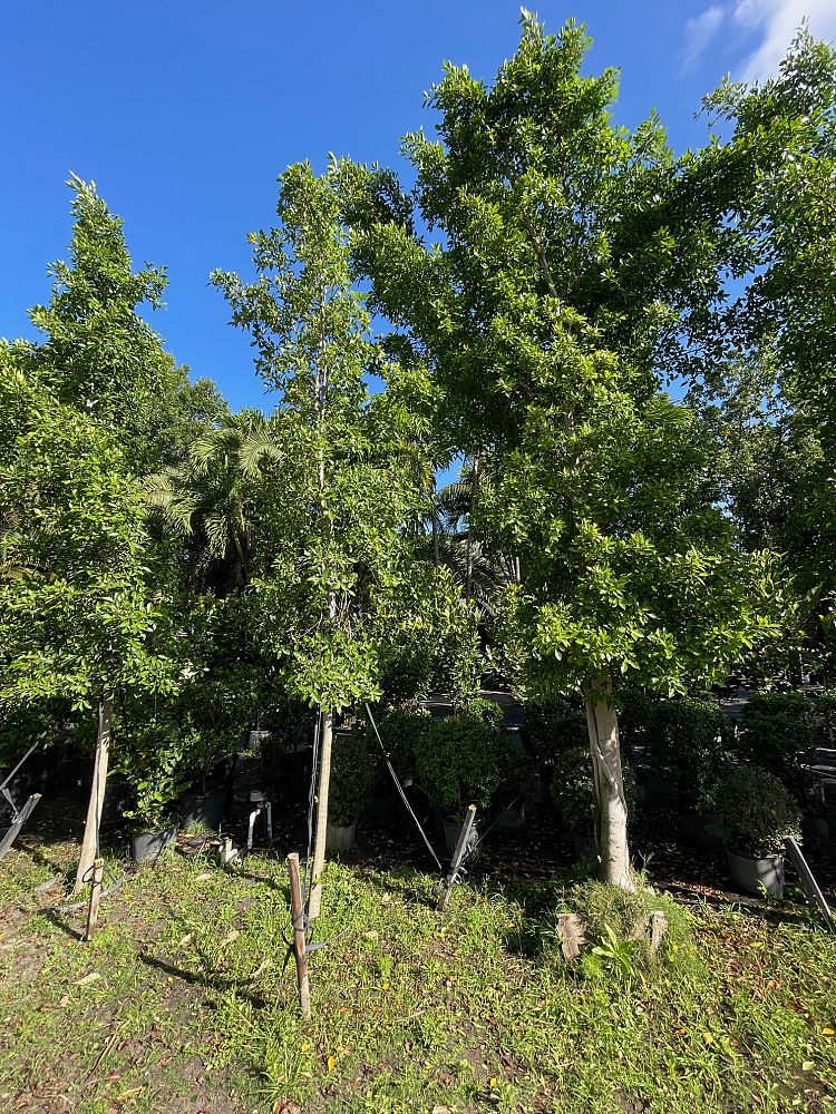 ficus-nitida