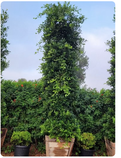 ficus-nitida