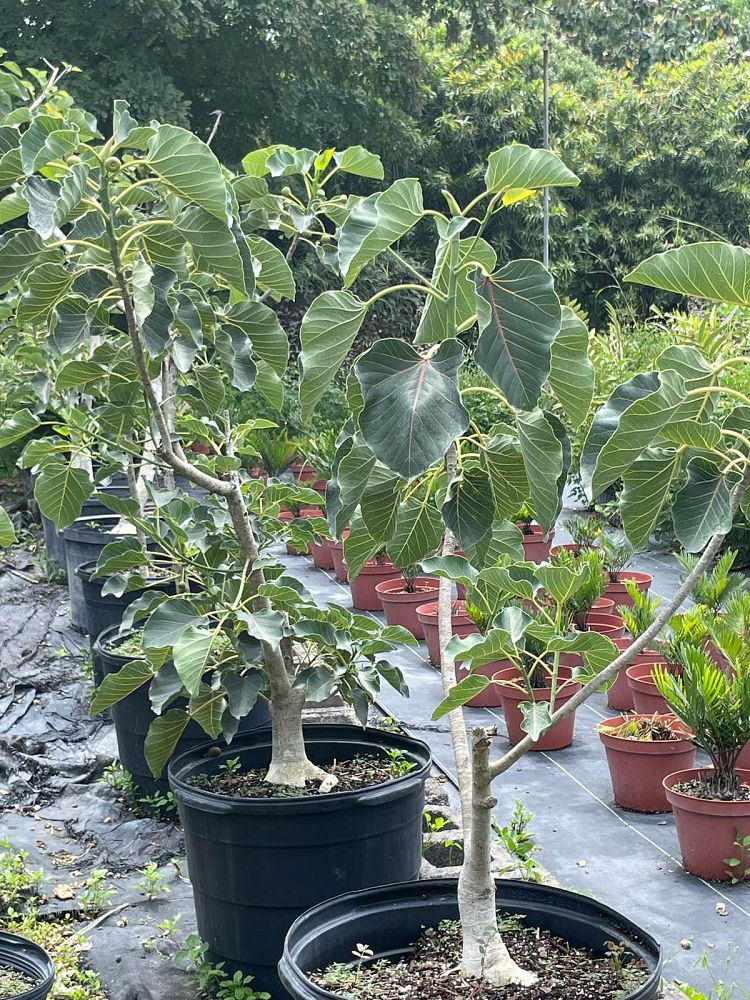 ficus-petiolaris-lava-fig-mary-s-tree-rock-fig