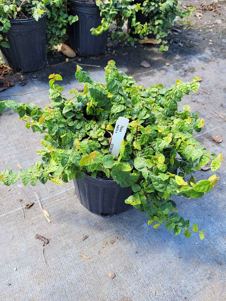ficus-pumila-curly-fig-climbing-fig-creeping-ficus-creeping-fig